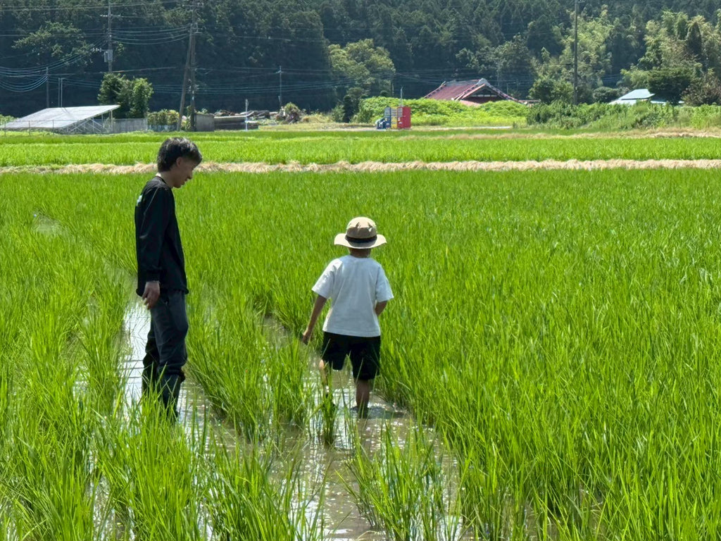 お試しパック：1kg（白米）