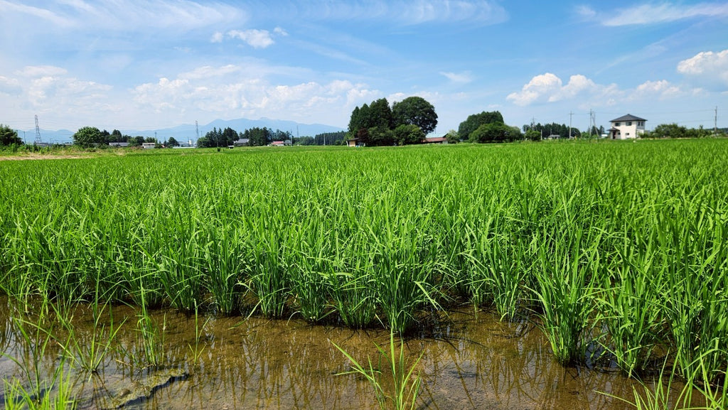 5kg（白米・無洗米・玄米・分づき米）